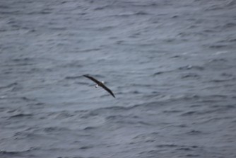 A wild Laysan Albatross (Phoebastria immutabilis) soars above the Pacific Ocean between Hawaii and Japan in the Pacific Ocean as seen from the deck of the MV World Odyssey on Semester at Sea.