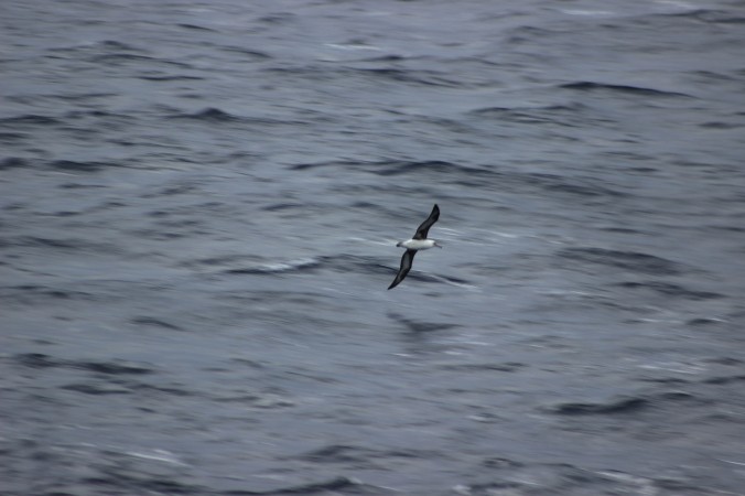 08 A wild Laysan Albatross Phoebastria immutabilis soars above the waves of the Pacific Ocean between Hawaii and Japan in the Pacific Ocean as seen from the deck of the MV World Odyssey on Semester at Sea Photo Credit Zack Neher