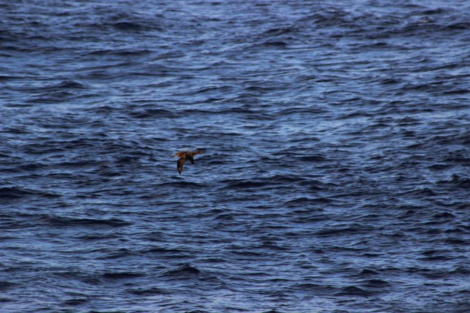 09 A wild black footed albatross Phoebastria nigripes soars above the waves between Mexico and Hawaii in the Pacific Ocean as viewed from the deck of the MV World Odyssey on Semester at Sea Photo Credit Zack Neher 02