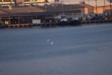A pair of white terns (Gygis alba) fly around in Honolulu Harbor at the cruise terminal as viewed from the deck of the MV World Odyssey on Semester at Sea.