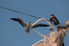 An adult red-footed booby (Sula sula) lands on the mast of the MV World Odyssey, next to a juvenile of the same species, in the Pacific Ocean on Semester at Sea.