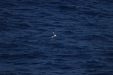A red-footed booby (Sula sula) in pursuit of a flying fish (family Exocoetidae) in the Pacific Ocean a day out from Hawaii between Hawaii and Japan as viewed from the deck of the MV World Odyssey on Semester at Sea.