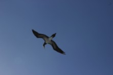 A brown booby (Sula leucogaster) soars overhead in the Pacific Ocean between Mexico and Hawaii as viewed from the deck of the MV World Odyssey on Semester at Sea.