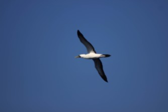A wild masked booby (Sula dactylatra) one day out from Hawaii between Hawaii and Japan in the Pacific Ocean as viewed from the deck of the MV World Odyssey on Semester at Sea.