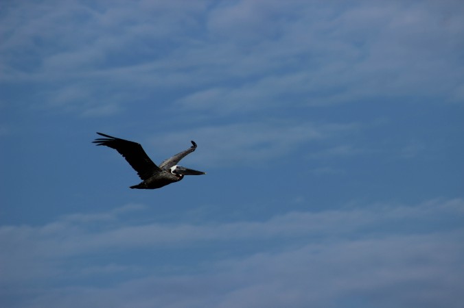 20 A brown pelican Pelecanus occidentalis flying above the beaches of Hilton Head Island in South Carolina Photo Credit Zack Neher