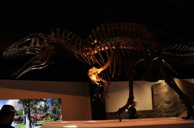 A mounted skeleton of the theropod dinosaur Acrocanthosaurus at the Houston Museum of Natural Science in Texas with Cian Kinderman Photo Credit Zack Neher