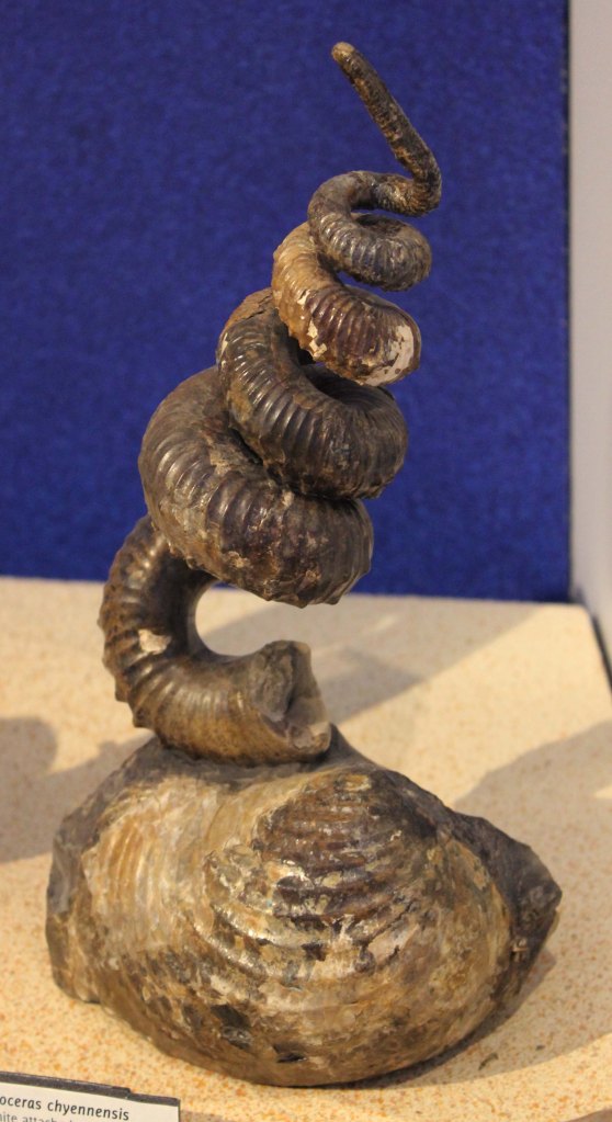 Didymoceras cheyennensis ammonite attached to an Inoceramus simpsoni clam from North Dakota on display at the Mace Brown Museum of Natural History in South Carolina Photo Credit Zack Neher