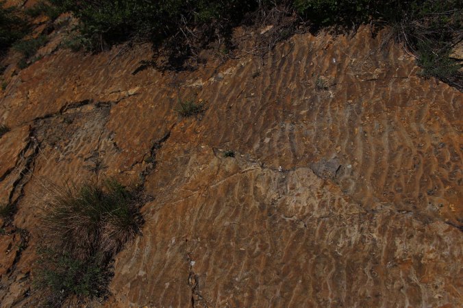 Lithified petrified ripple marks from the shore of the ancient Western Interior Cretaceous Seaway preserved at Dinosaur Ridge in Colorado Photo Credit Zack Neher