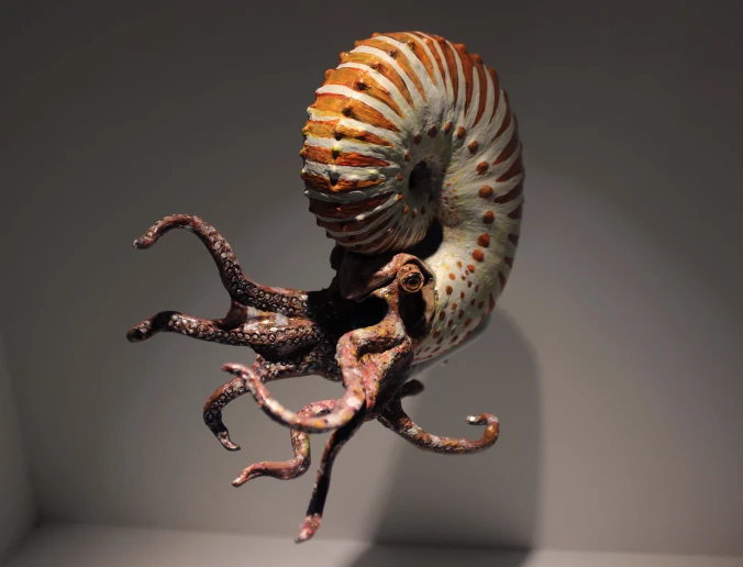 Model of the ammonite Jeletzkytes on display at the Houston Museum of Natural Science in Texas with Cian Kinderman Photo Credit Zack Neher