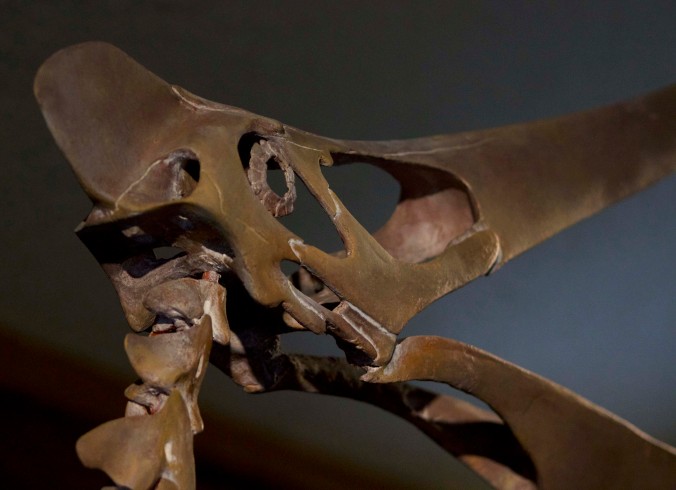 Mounted skeleton of a female Pteranodon on display at the Morrison Natural History Museum in Colorado Photo Credit Zack Neher