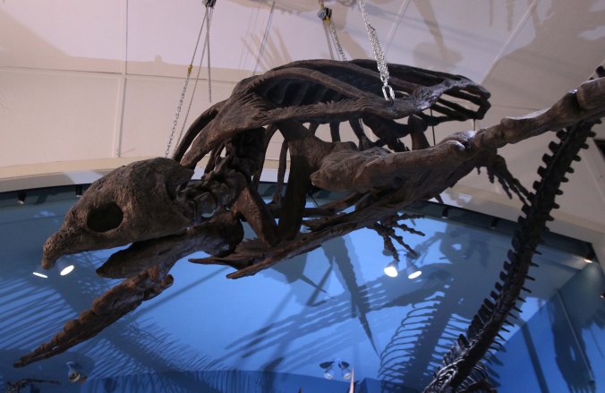 Mounted skeleton of the enormous car-sized sea turtle Archelon ischyros on display at the Black Hills Institute of Geological Research, Inc. in South Dakota with Mikaila Bloomfield Seamus Kieran and Emily Barber Photo Credit Zack Neher