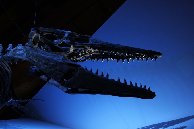 Mounted skeleton of the mosasaur Tylosaurus on display at the Houston Museum of Natural Science in Texas with Cian Kinderman Photo Credit Zack Neher