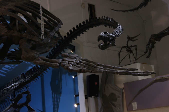 Mounted skeleton of the plesiosaur Elasmosaurus on display at the Black Hills Institute of Geological Research, Inc. in South Dakota with Mikaila Bloomfield Seamus Kieran and Emily Barber Photo Credit Zack Neher.jpg