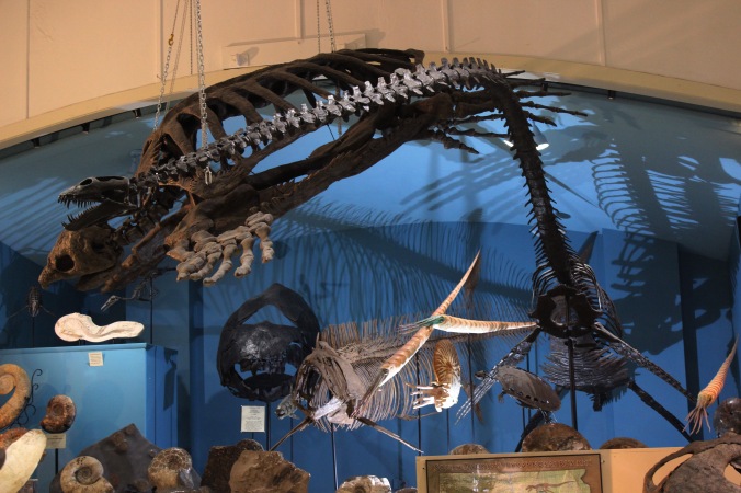 Mounted skeletons of Archelon ischyros Elasmosaurus and other extinct sea monsters on display at the Black Hills Institute of Geological Research, Inc. in South Dakota with Mikaila Bloomfield Seamus Kieran and Emily Barber Photo Credit Zack Neher