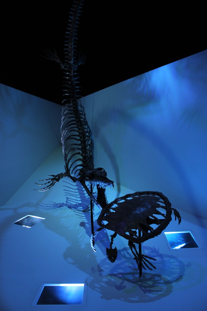 Mounted skeletons of the sea turtle Toxochelys and the mosasaur Plioplatecarpus on display at the Houston Museum of Natural Science in Texas with Cian Kinderman Photo Credit Zack Neher