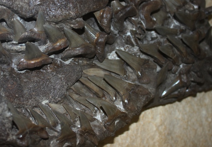 The teeth of the prehistoric shark Cretoxyrhina on display at the Sternberg Museum of Natural History in Kansas with Mark Neher Photo Credit Zack Neher