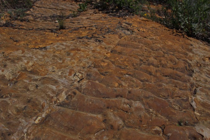Zoomed in lithified petrified ripple marks from the shore of the ancient Western Interior Cretaceous Seaway preserved at Dinosaur Ridge in Colorado Photo Credit Zack Neher